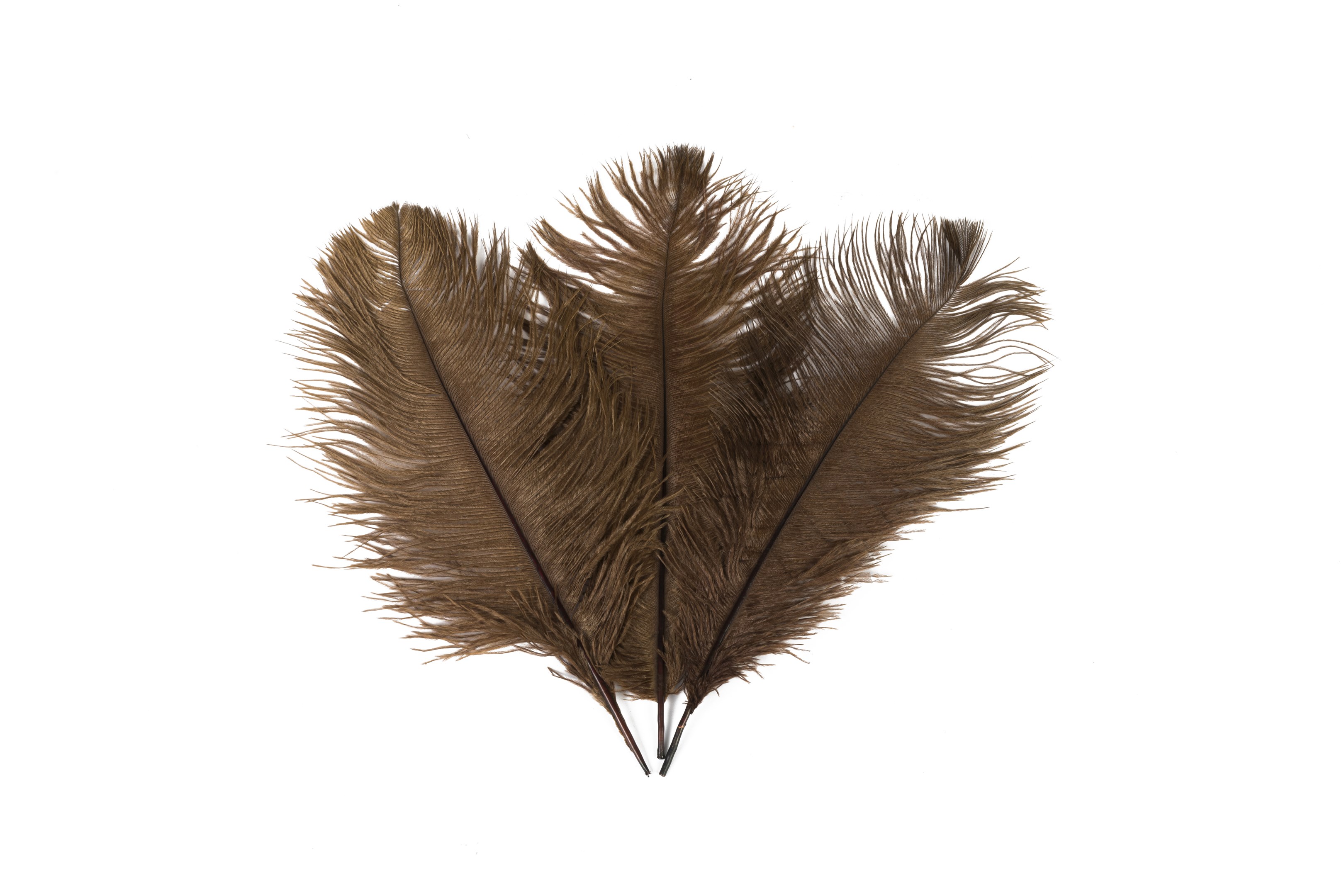 Brown Ostrich Feathers Large 