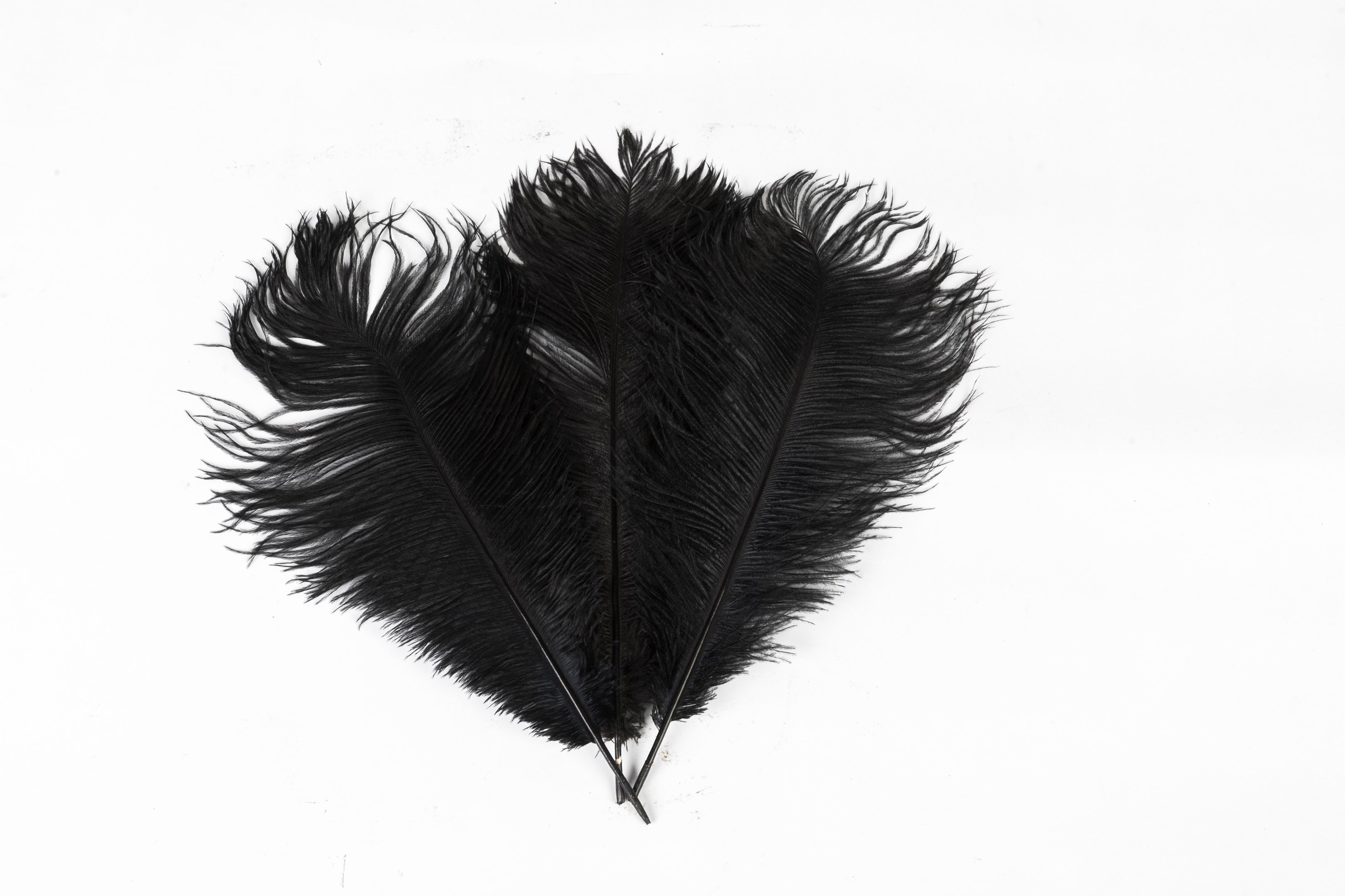 Black Ostrich Feathers Large 