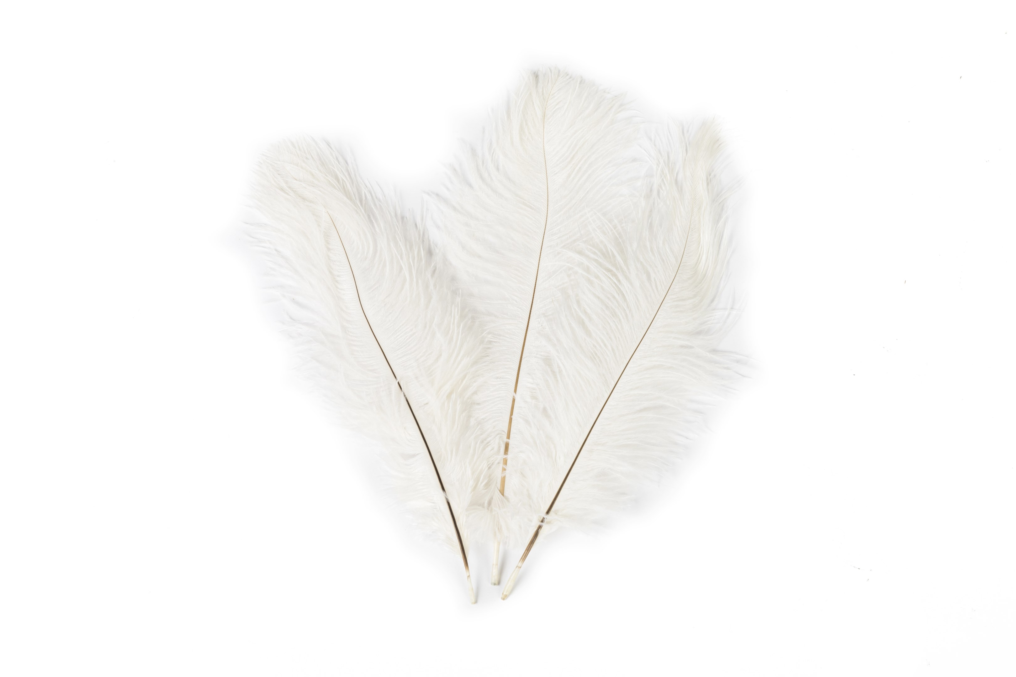 off White Cream Ostrich Feathers 