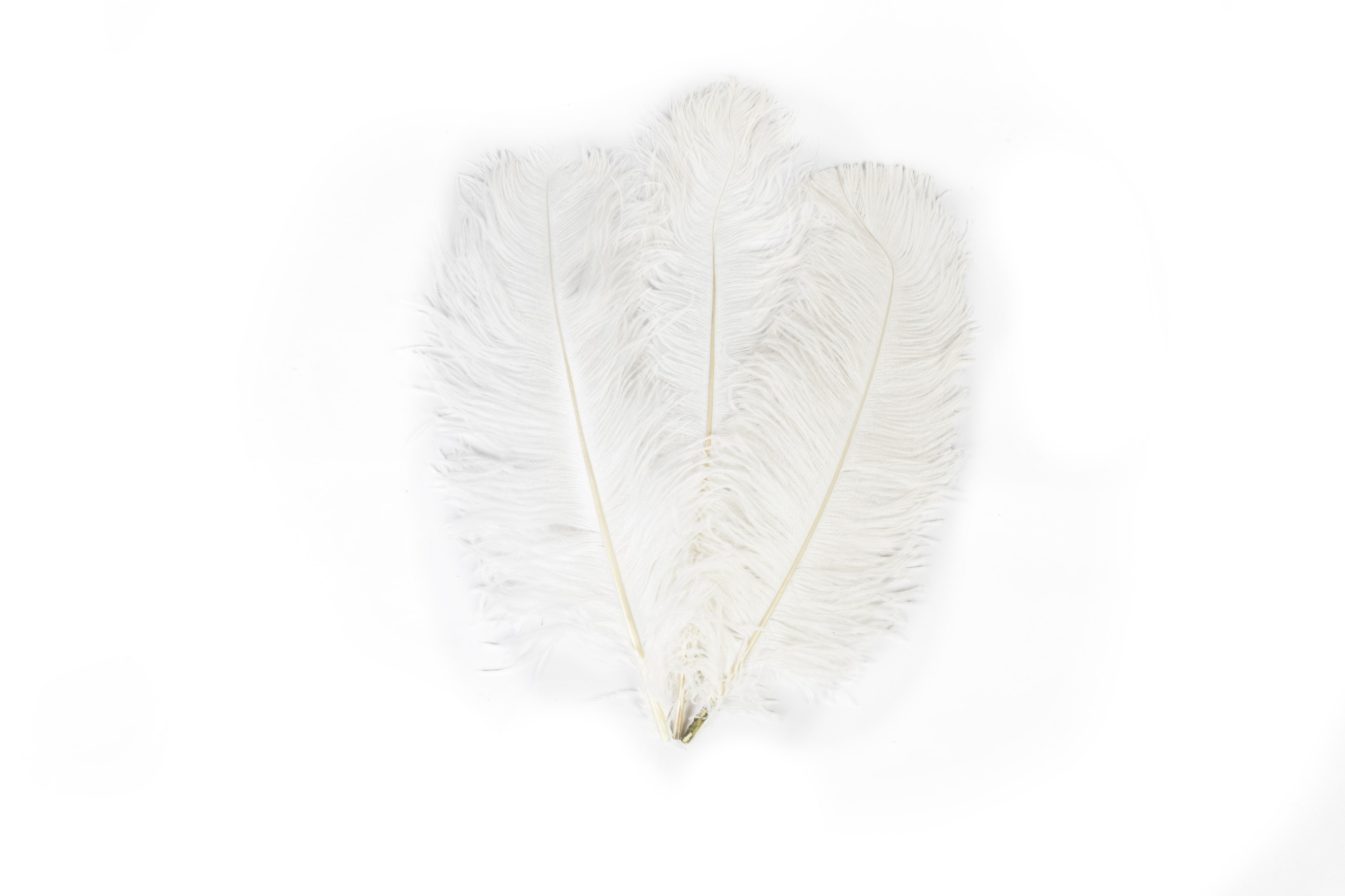 White Ostrich Feathers 